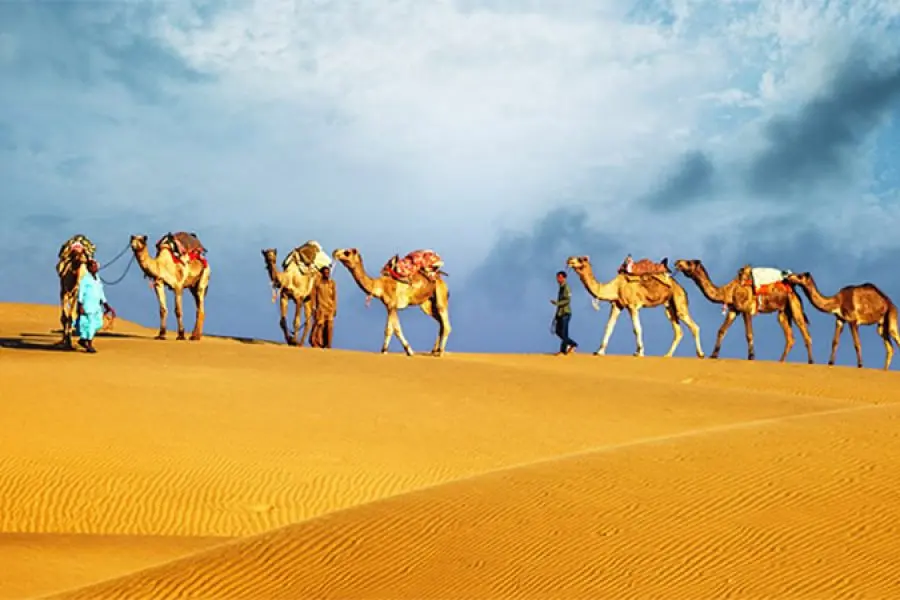 Camel Trekking In Abu Dhabi