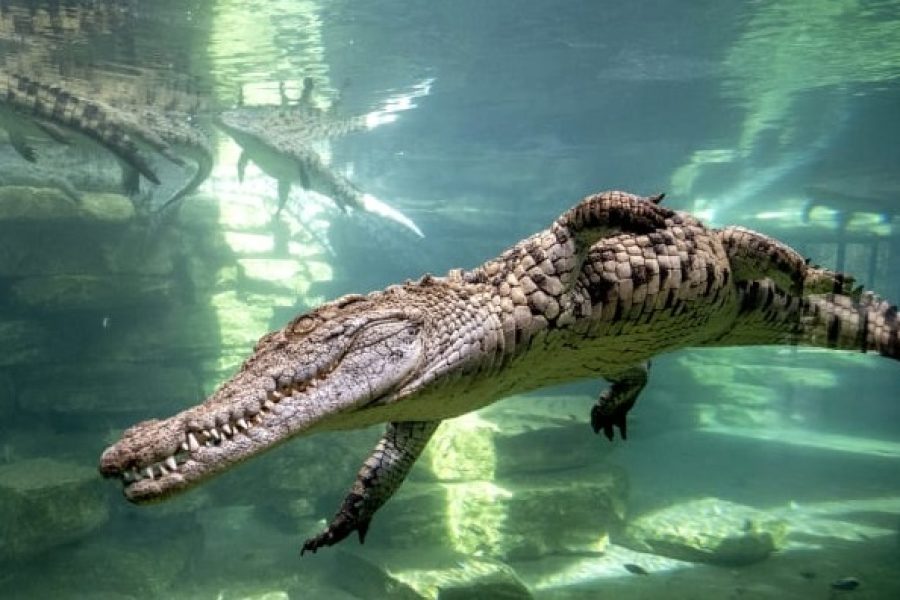 Dubai Crocodile Park